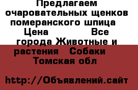 Предлагаем очаровательных щенков померанского шпица › Цена ­ 15 000 - Все города Животные и растения » Собаки   . Томская обл.